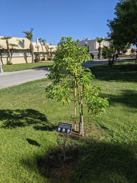 Young Camphor tree planted on a lawn next to an informational plaque